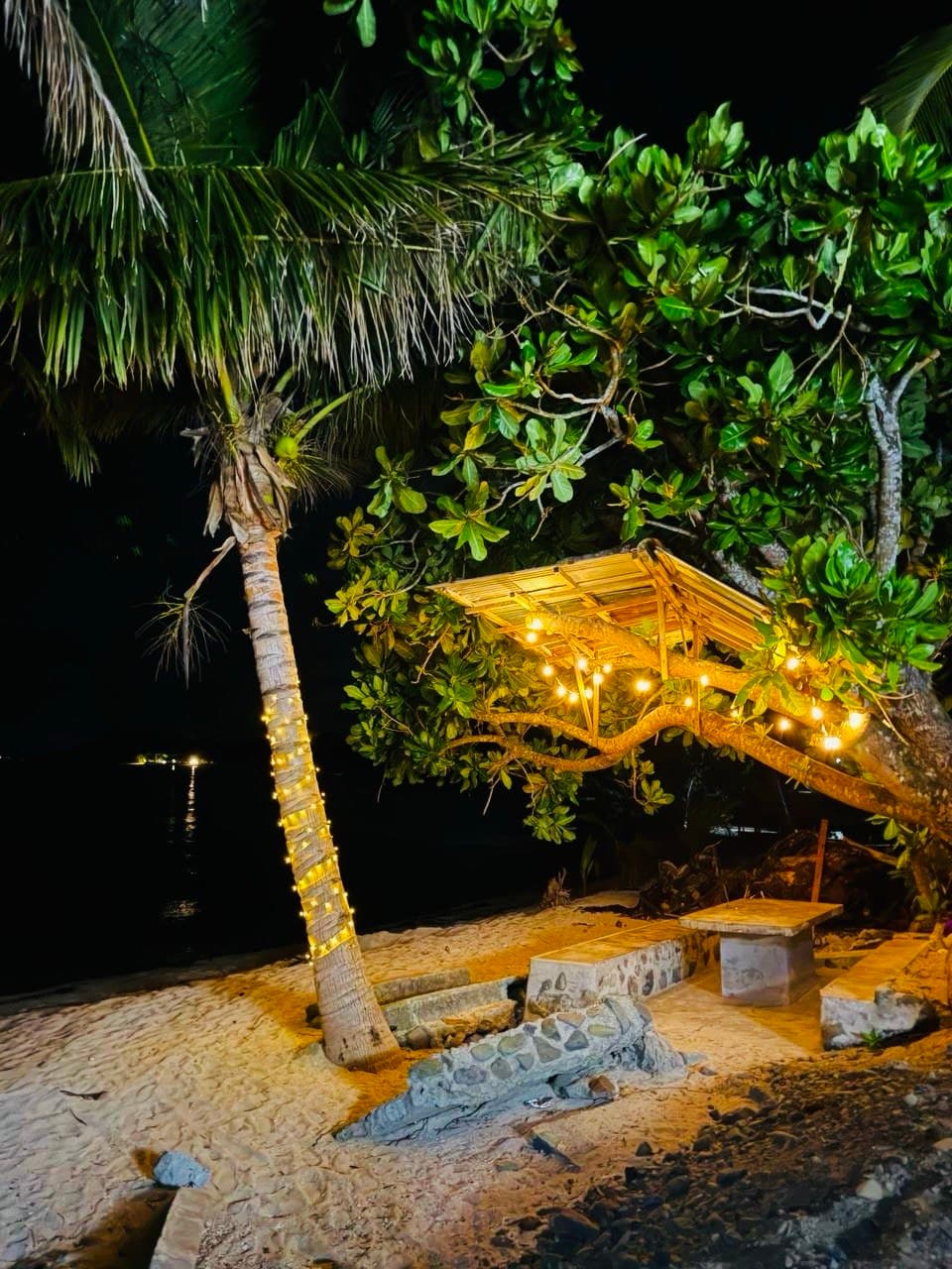 Fairy lights on the palm at night